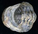 Bumpy, Enrolled Barrandeops (Phacops) Trilobite #11284-2